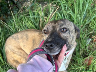 Mixed Breed dogs Phoenix - Norwich Norfolk in Norwich - Advert 20