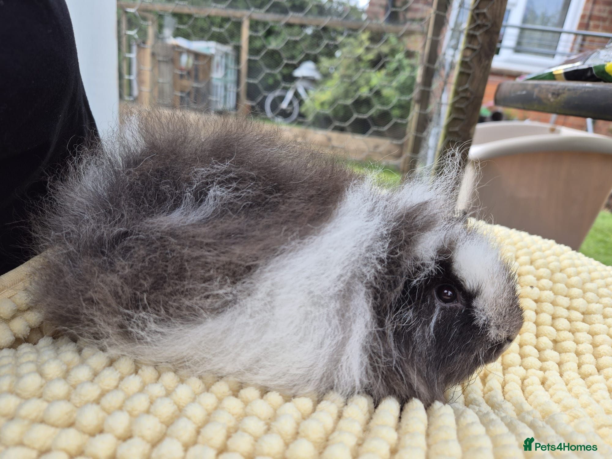 Guinea Pig rodents Magpie Swiss Boar  - Advert 19