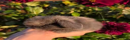 Mini Lop rabbits for sale: ❤️Mini lop babies❤️ - Advert 12