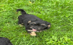 Cavapoo dogs for sale: Cavapoo F1 pups health tested parents  - Image 9