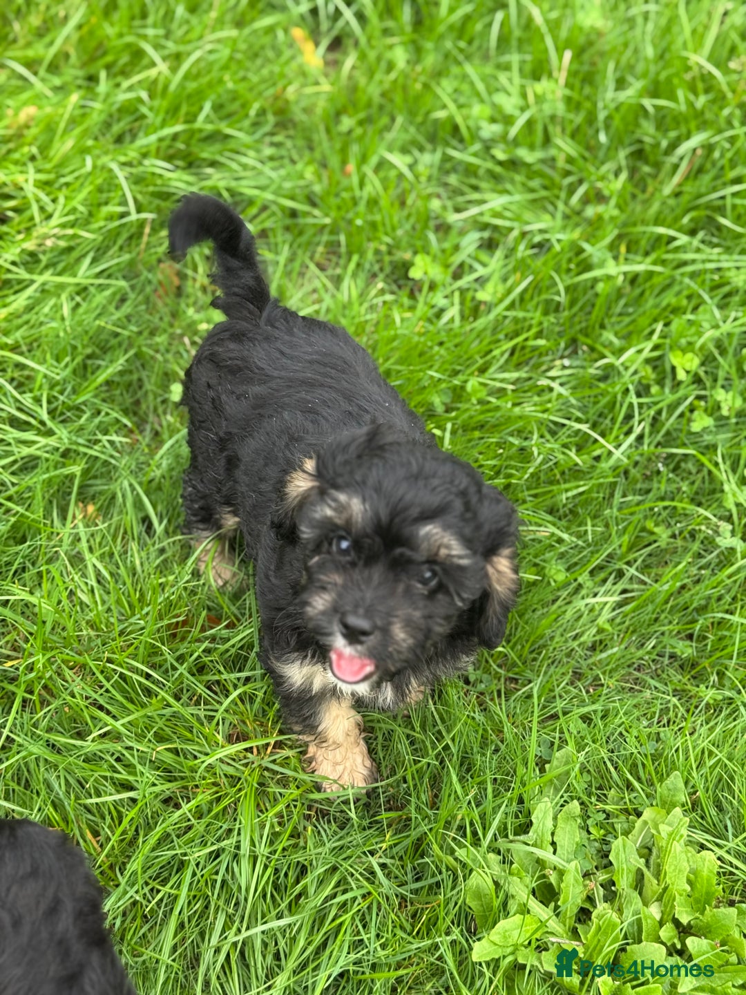 Cavapoo dogs for sale: Cavapoo F1 pups health tested parents  - Image 9
