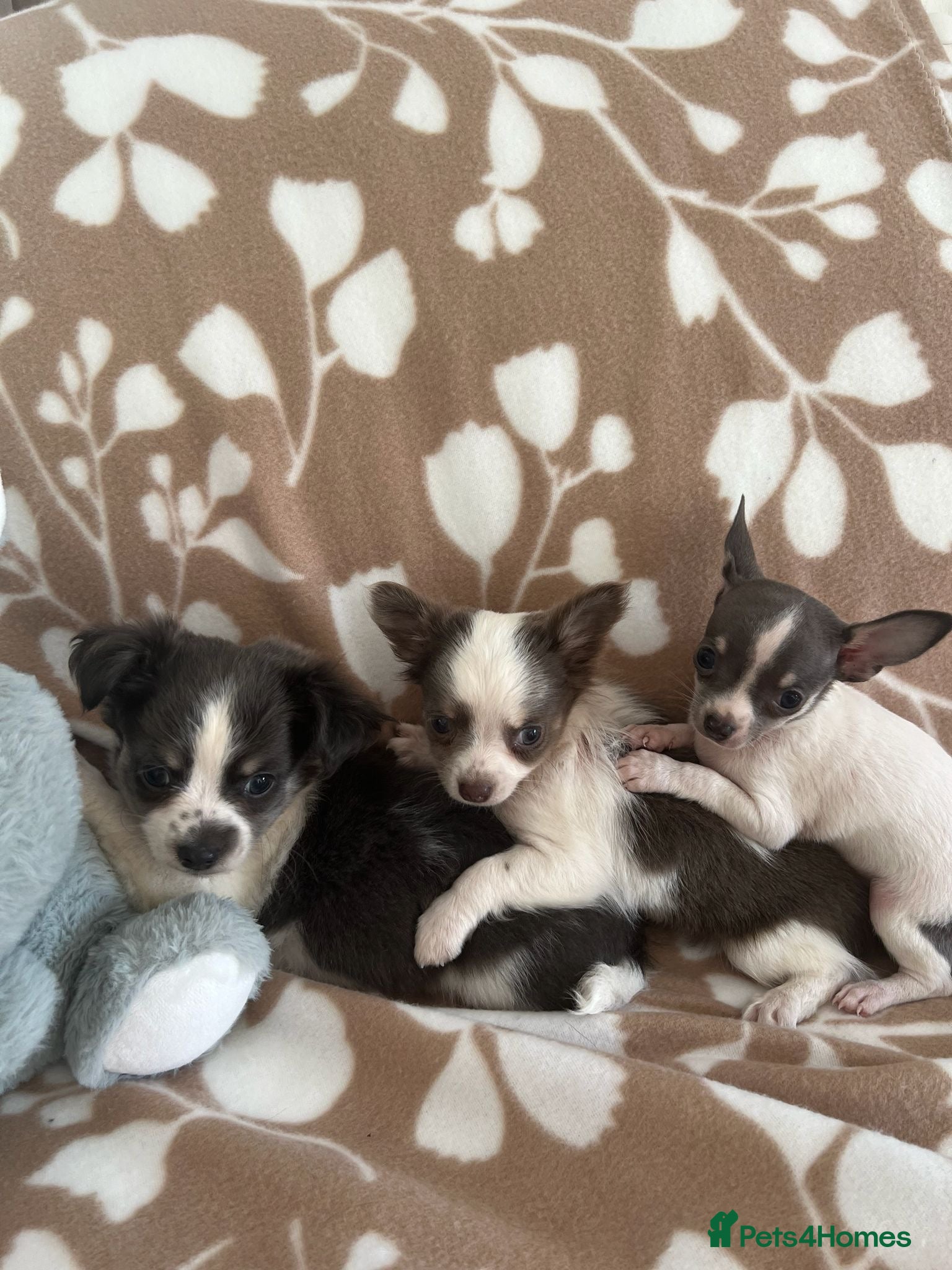 Chihuahua dogs Chihuahua puppies - Advert 1