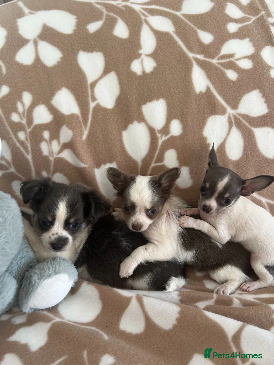 Chihuahua dogs for sale: Chihuahua puppies - Advert 1