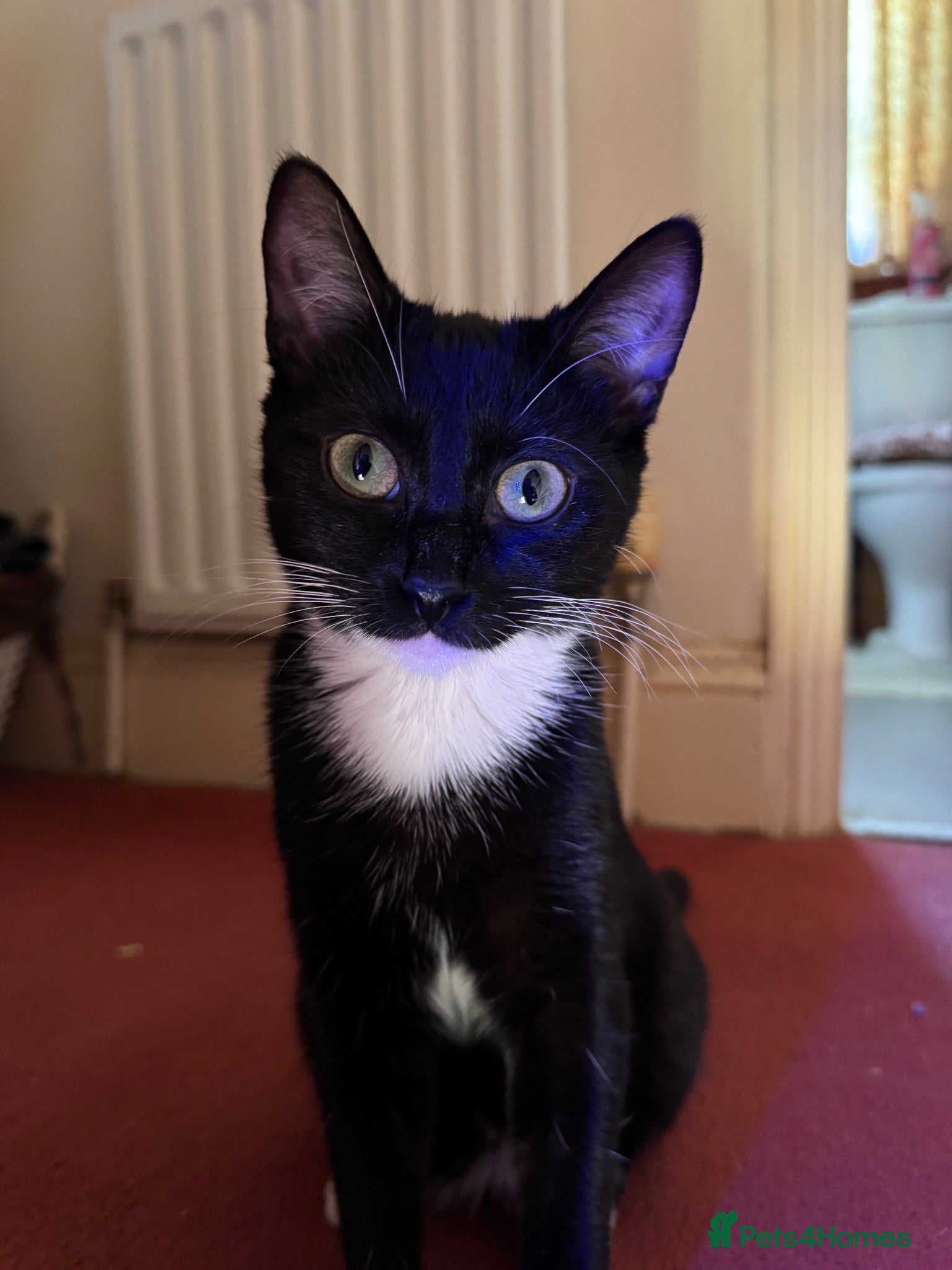 Mixed Breed cats Kittens for sale  - Advert 1
