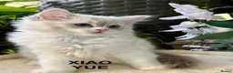Ragdoll cats for sale: F1 100 % PURE FIFE REGISTRATION RAGDOLL KITTENS - Advert 8