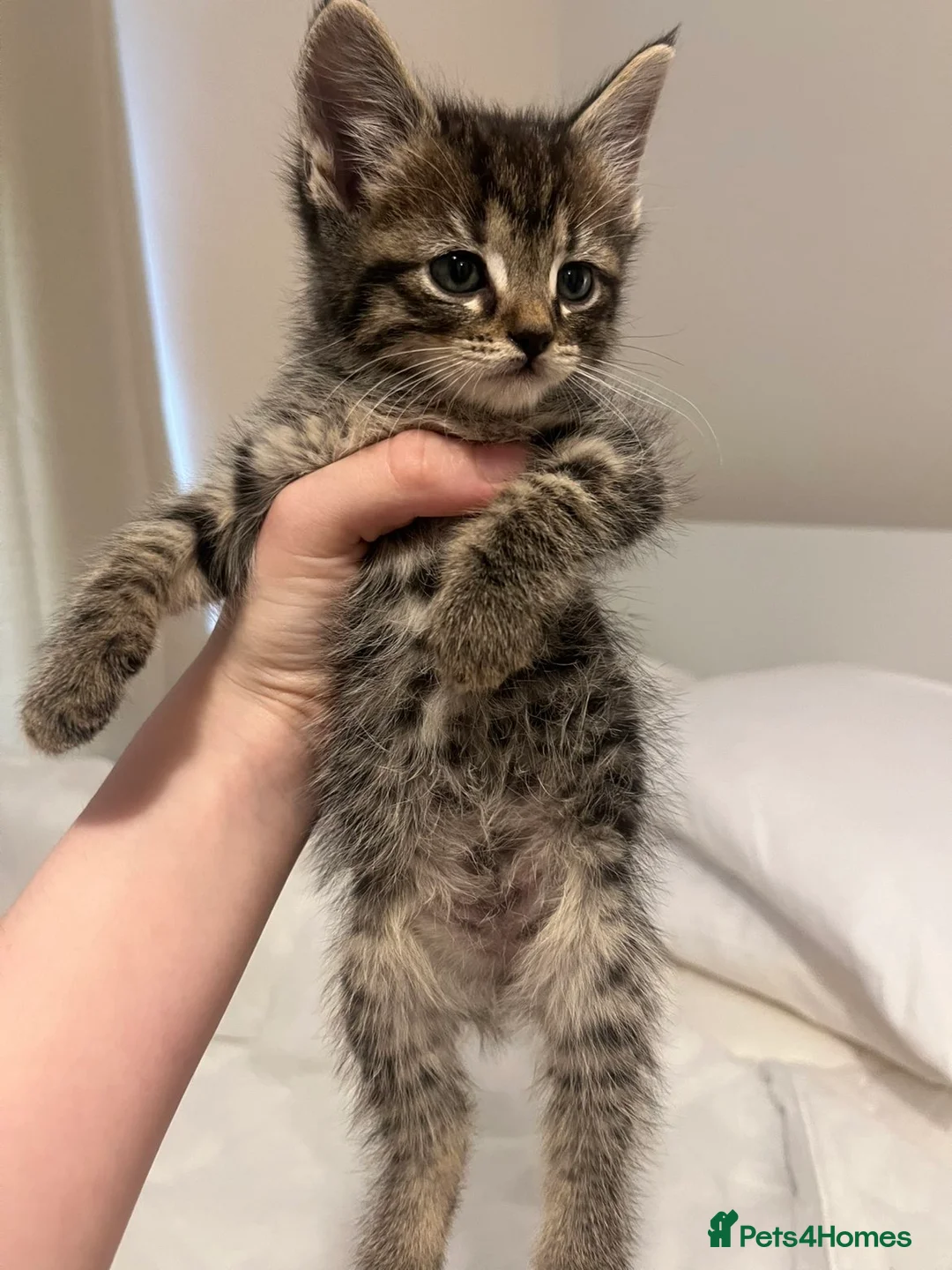 Domestic Shorthair cats for sale: Domestic shorthair kittens - Advert 9