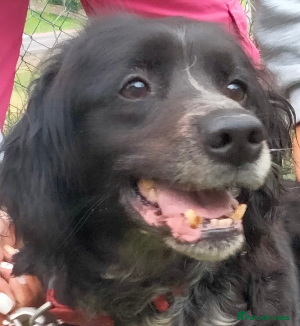 Brittany Spaniel dogs for adoption: Roma - Brittany  - Advert 17