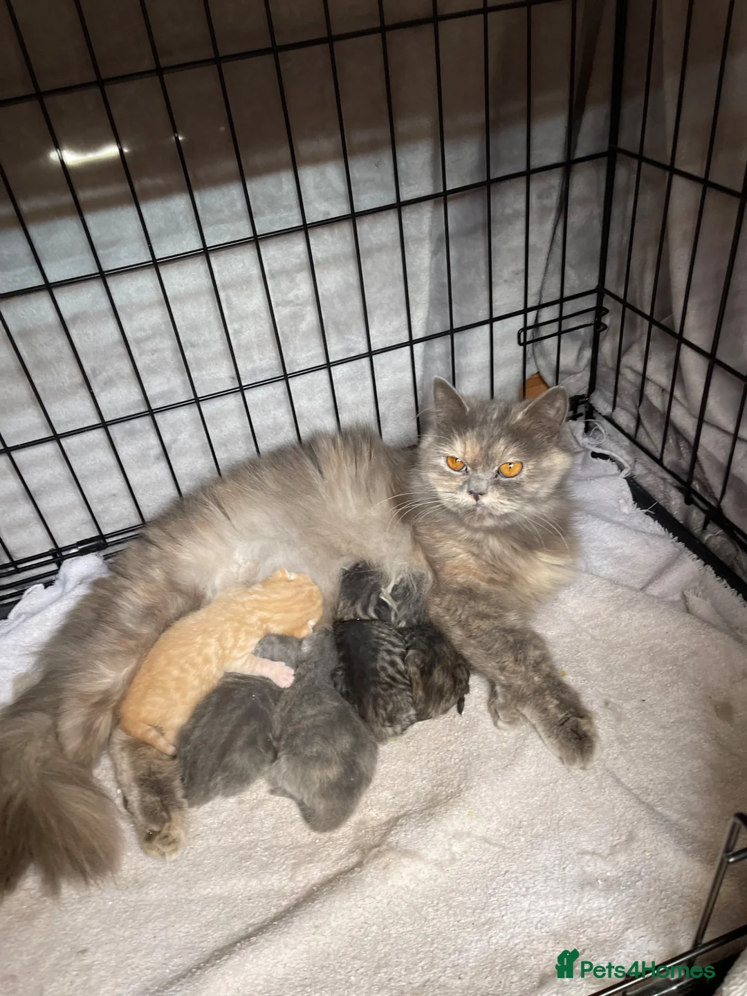 Mixed Breed cats for sale: Adorable Persian x Ragdoll x Tabby kittens in Haverfordwest - Advert 10