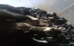 Mixed Breed cats for sale: Kittens looking for new homes - Image 4