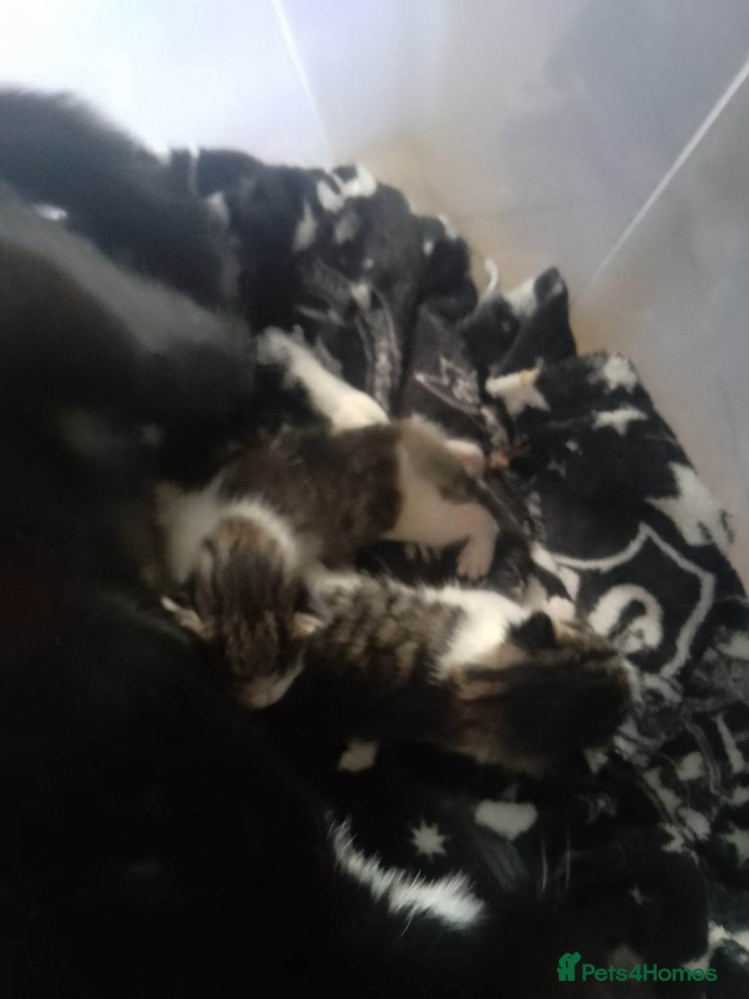 Mixed Breed cats for sale: Kittens looking for new homes - Image 4