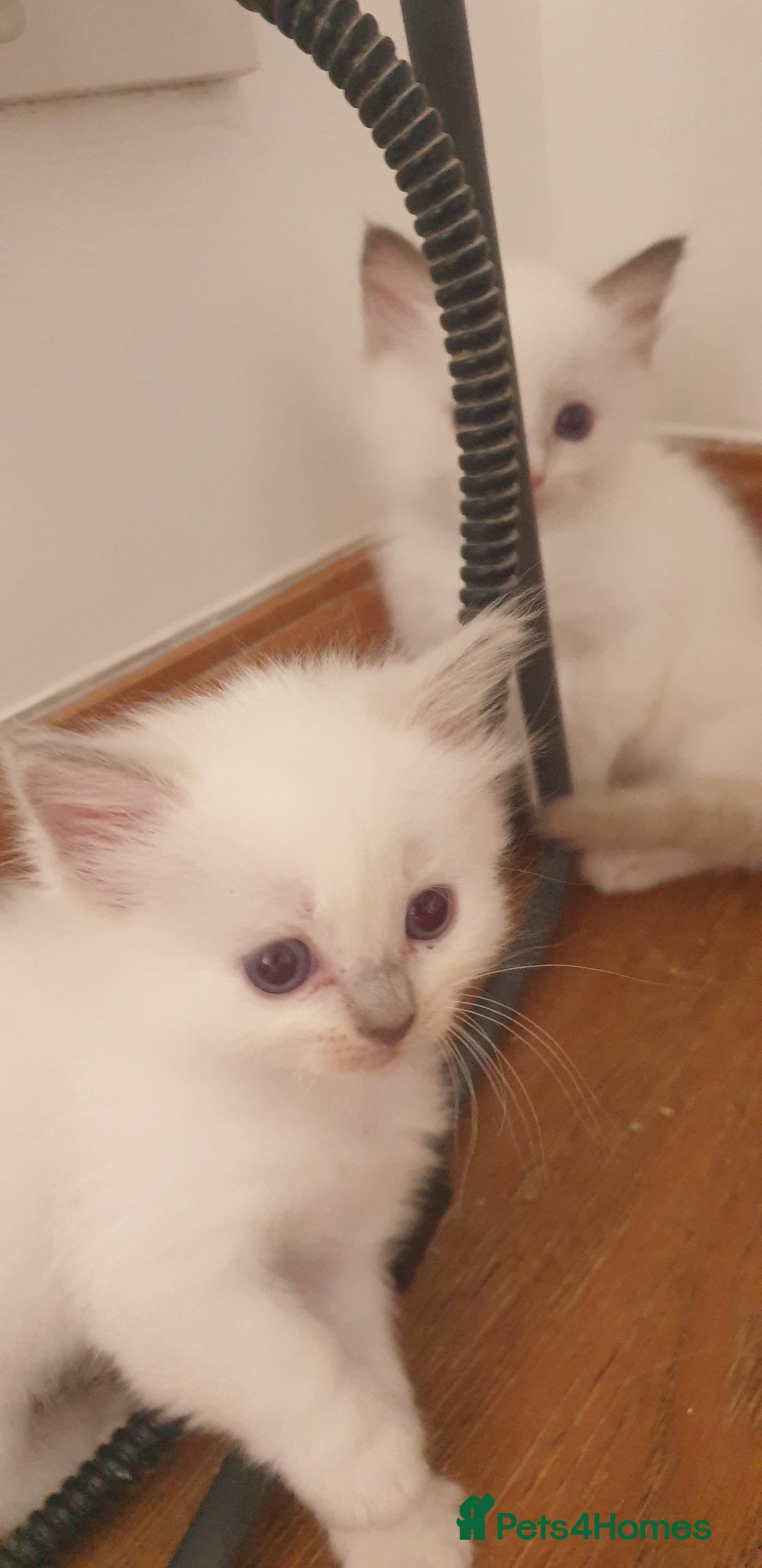 Ragdoll cats for sale: Beautiful GCCF lilac and Cream Point kittens - Image 8