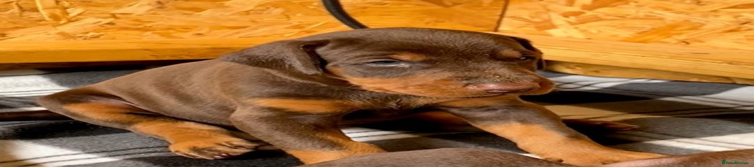Dobermann Puppy 7