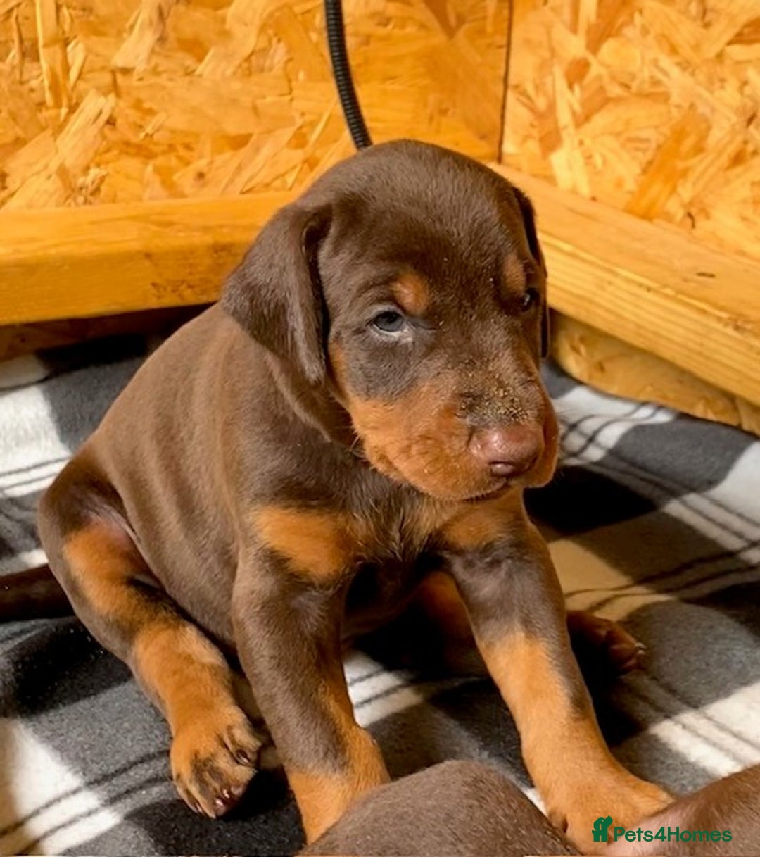 Dobermann dogs for sale: Outstanding KC reg Doberman puppies for sale - Image 5