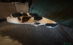 Jack Russell dogs for sale: Beautiful Jack Russell’s  - Image 2
