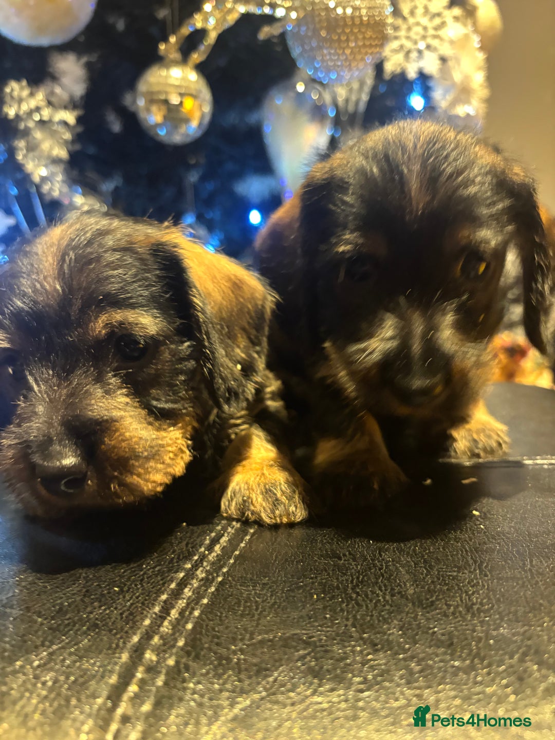 Miniature Dachshund dogs for sale: Wire Haired Dachshunds  - Advert 4