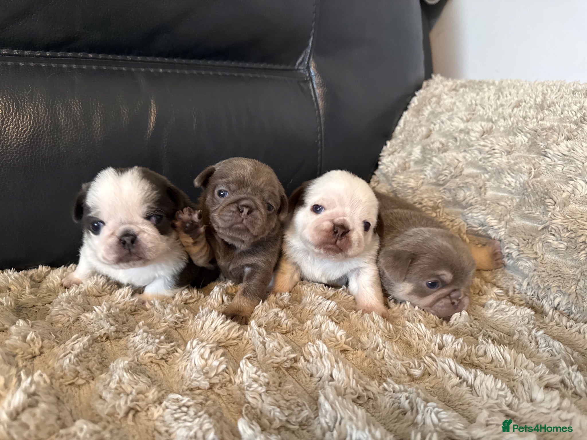 Pug dogs Kc pug puppies from a 5 star licensed breeder  - Advert 12