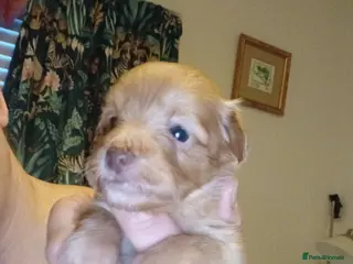 Jackapoo dogs 🌈 Gorgeous Rainbow Jackapoo Puppies in Newcastle upon Tyne - Advert 12