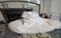 British Longhair cats for sale: Purebred British Longhair Boys-WCF Pedigree - Image 6