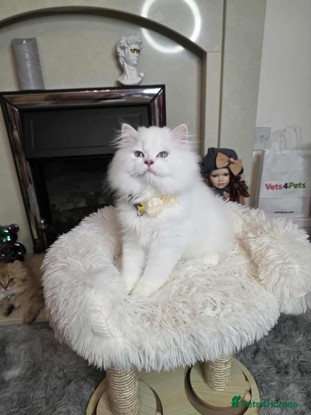 British Longhair cats for sale: Purebred British Longhair Boys-WCF Pedigree - Image 6