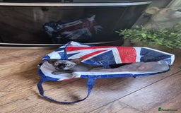 Sphynx cats for sale: Sphinx boy - Image 4