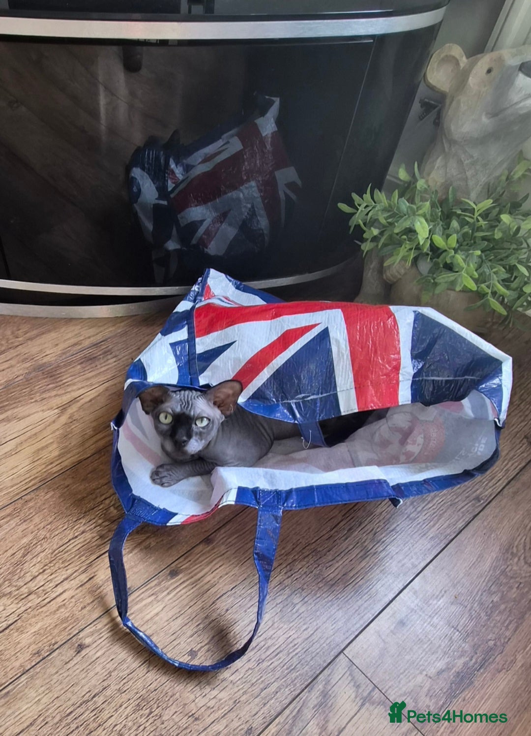 Sphynx cats for sale: Sphinx boy - Image 4