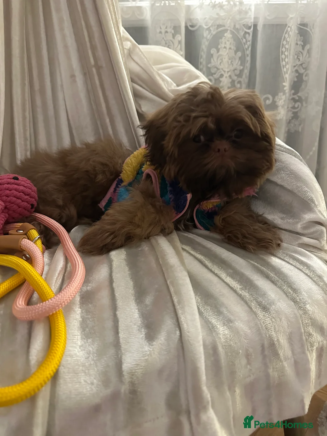 Shih Tzu dogs for sale:  Liver nosed chocolate orange Karashishi Shih tzu  - Advert 5