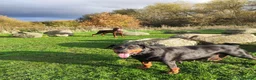 Dobermann dogs for sale: FOUR DOBERMANN FEMALE PUPS STILL AVAILABLE  - Advert 12