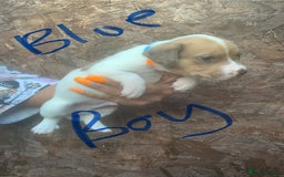 Jack Russell dogs for sale: Beautiful jack Russell puppies  - Image 6
