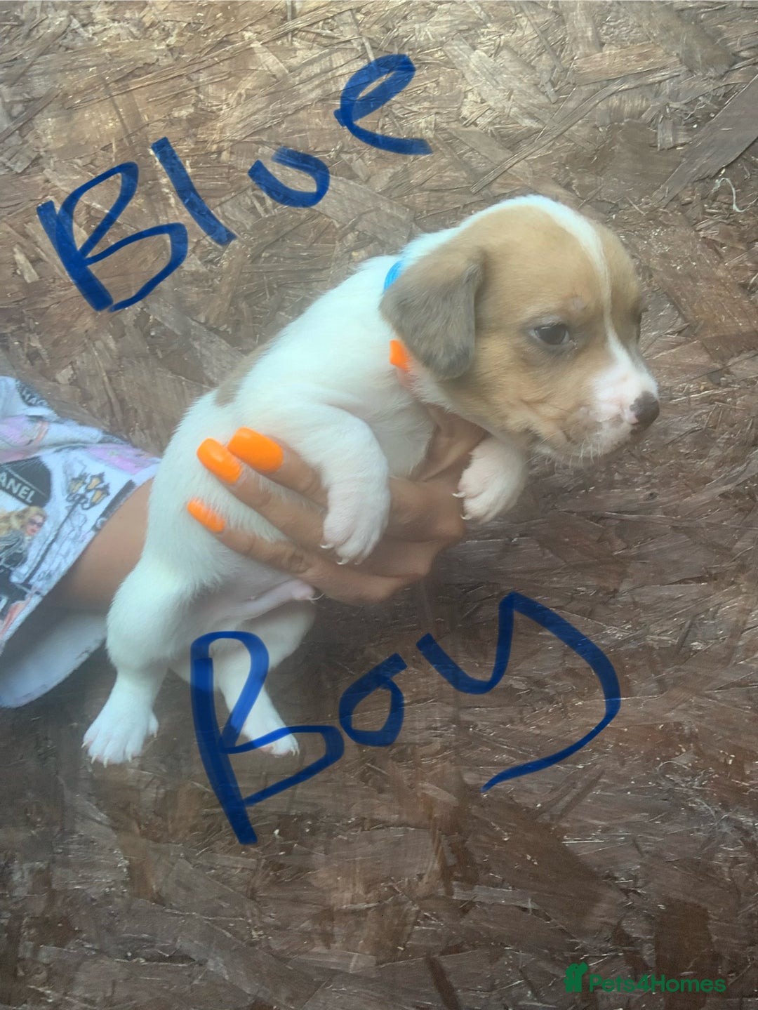 Jack Russell dogs for sale: Beautiful jack Russell puppies  - Image 6