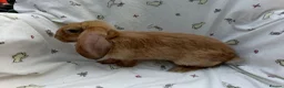 Dwarf Lop rabbits for sale: Beautiful Dwarf Lop Bunnies - Advert 17
