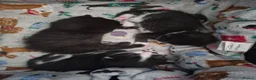 Mixed Breed cats for sale: 3 kittens looking for their new family - Advert 5