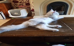 Maine Coon cats for sale: Pure bread maine coon kittens ready to go now  in Rochdale - Image 8