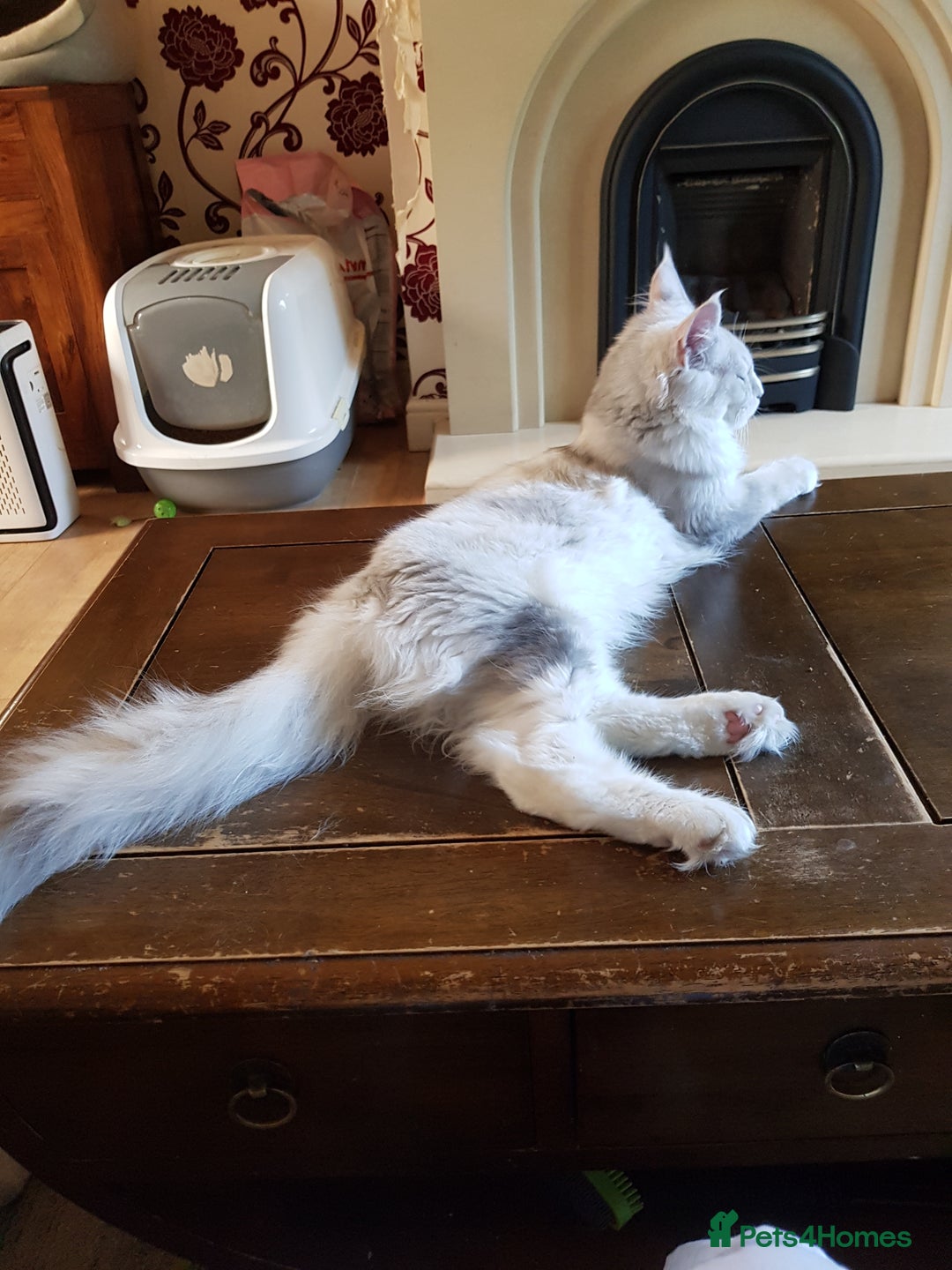 Maine Coon cats for sale: Pure bread maine coon kittens ready to go now  in Rochdale - Image 8