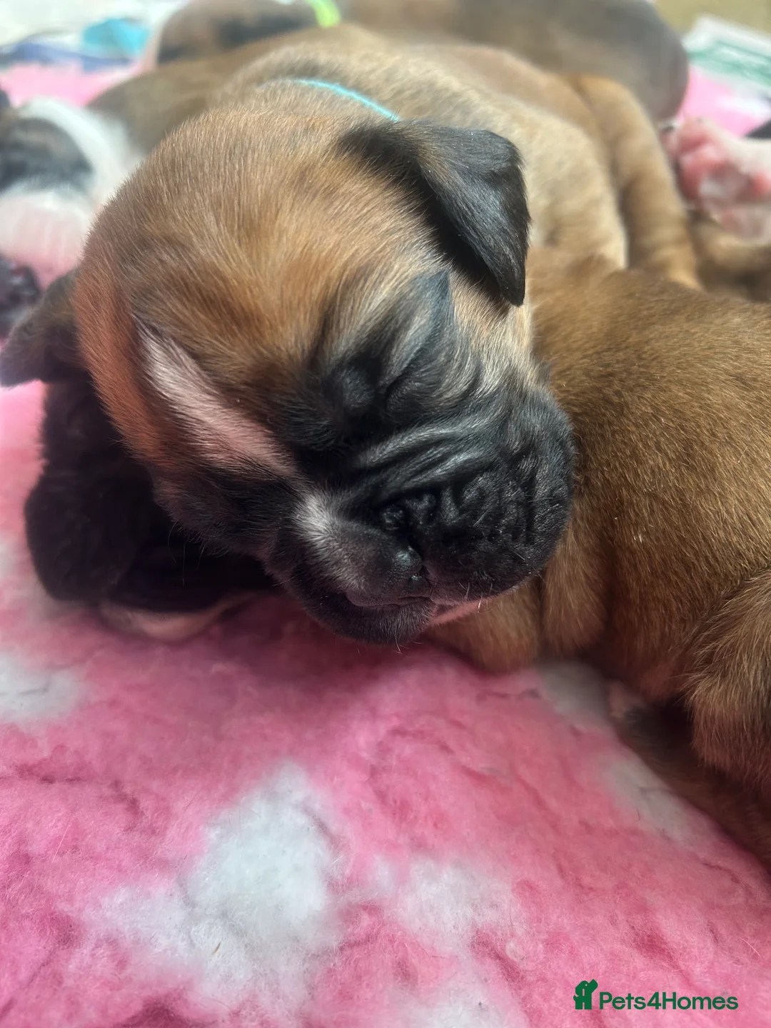 Boxer dogs for sale: Exceptional Litter - World Champion Bloodline  - Advert 22