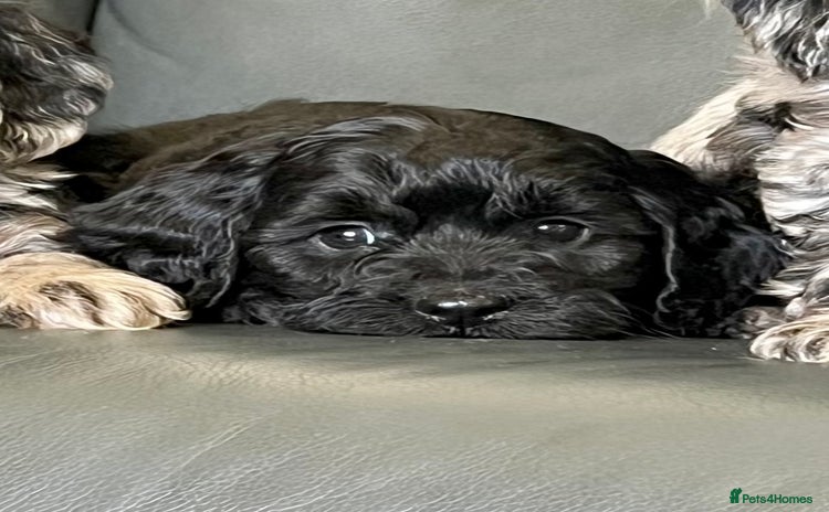 Cockapoo dogs - Advert 1