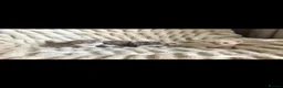 British Shorthair cats for sale: Outstanding GCCF British Shorthair Kittens  - Advert 12