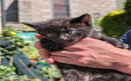 Mixed Breed cats for sale: 3 adorable kittens  - Image 8