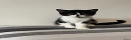 Mixed Breed cats for sale: Male cat needs new home  - Advert 3