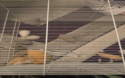 Hamster rodents for sale: Baby syrian hamsters  - Image 12