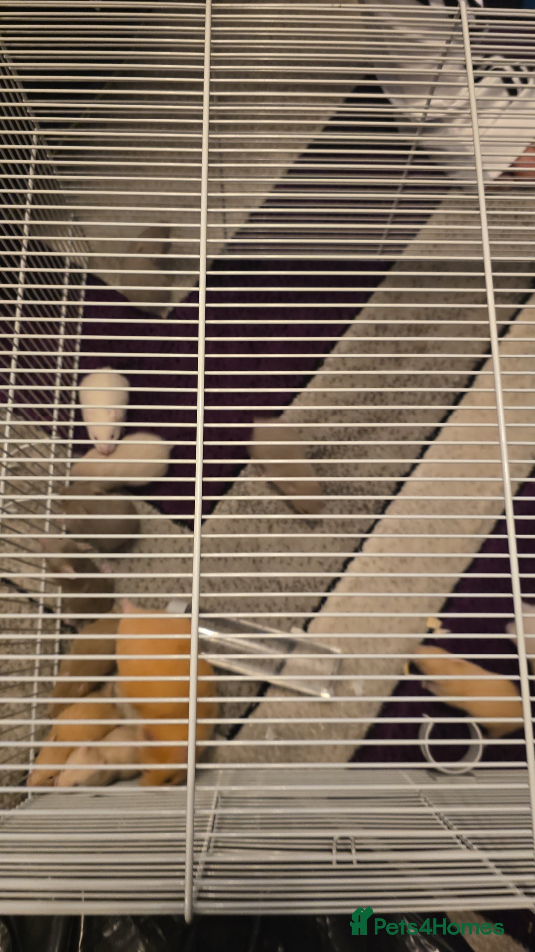 Hamster rodents for sale: Baby syrian hamsters  - Image 12
