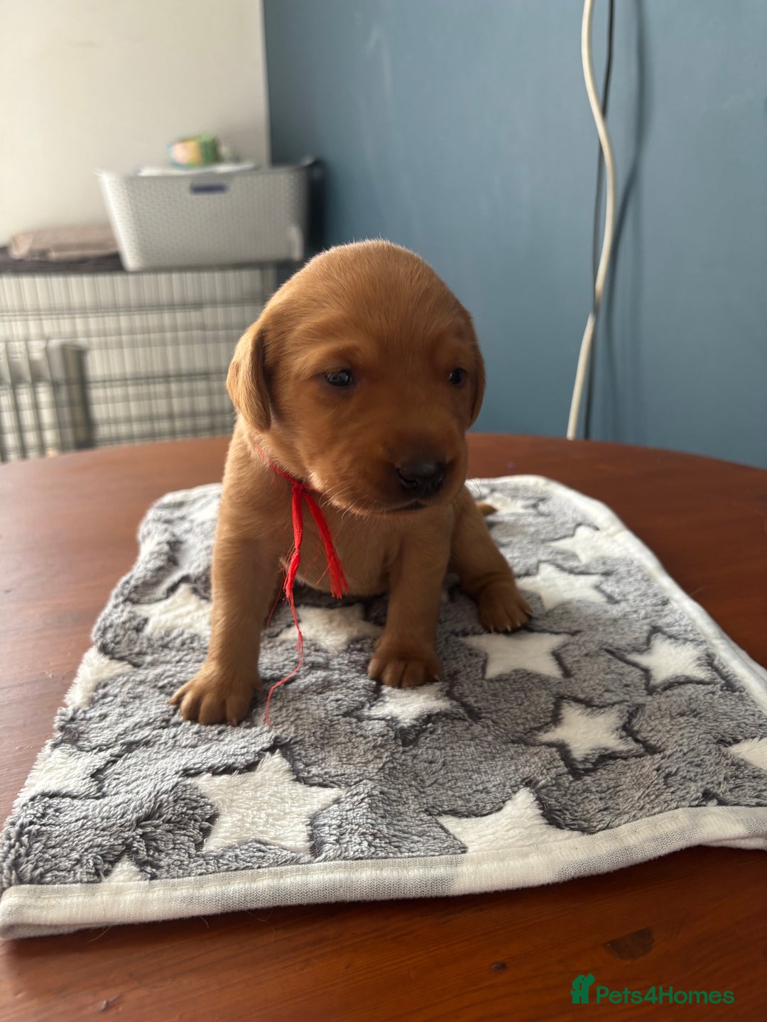 Labrador Retriever dogs for sale: 9 Red Fox Labradors - 3 male 6 female.  - Image 13