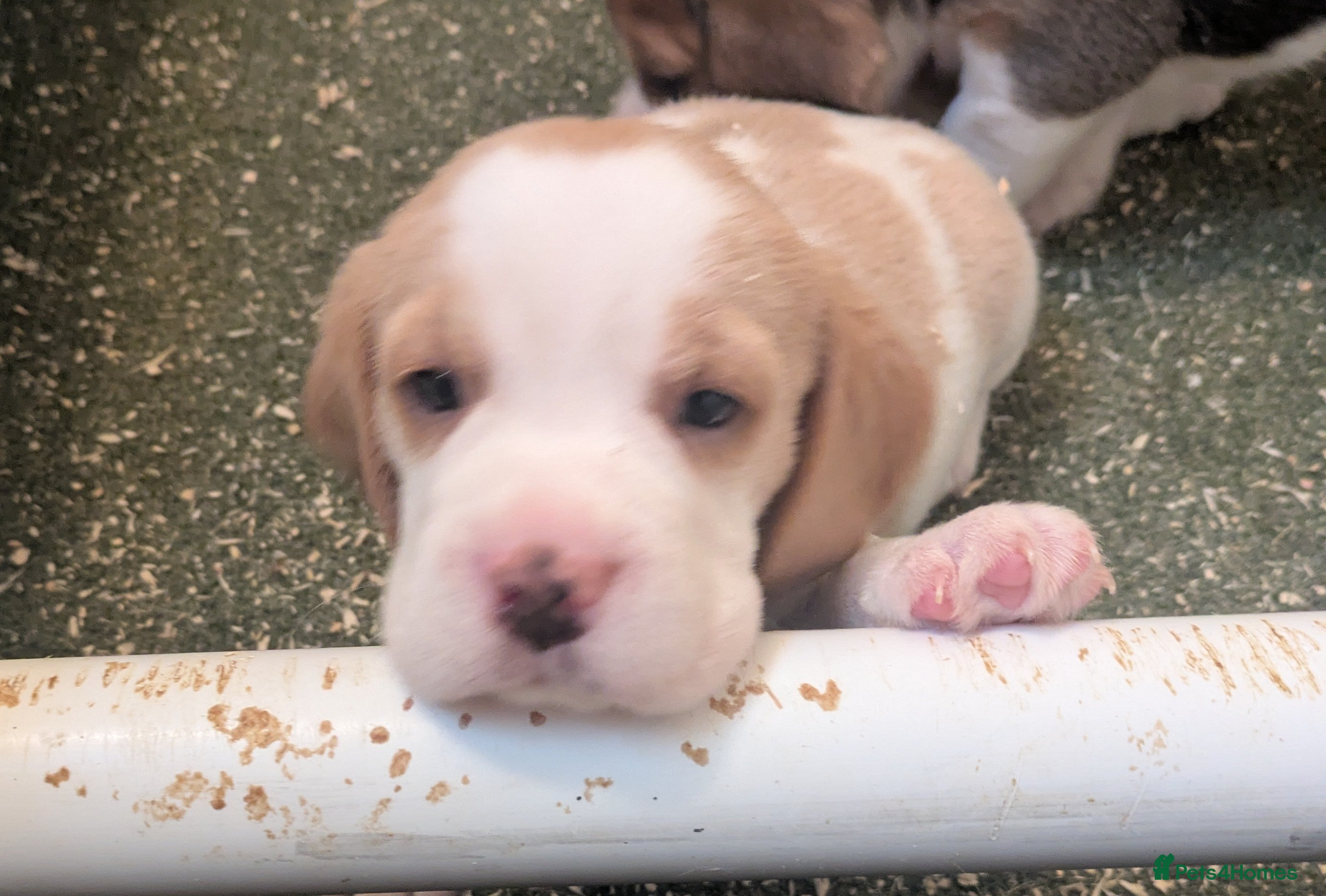 Beagle dogs Beagle puppies  - Advert 1