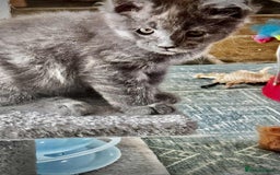 Maine Coon cats for sale: Beautiful GCCF reg Mainecoon kittens available  - Image 17