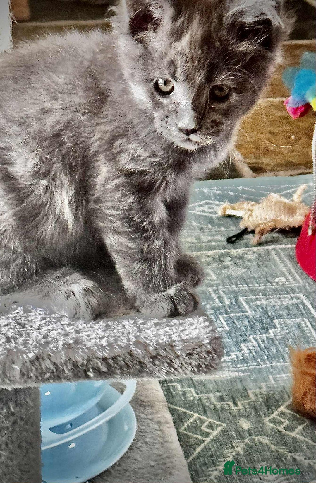 Maine Coon cats for sale: Beautiful GCCF reg Mainecoon kittens available  - Image 17