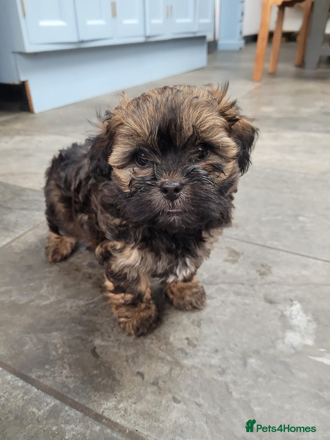 Shihpoo dogs for sale: Stunning Phantom Shihpoos! - Advert 10