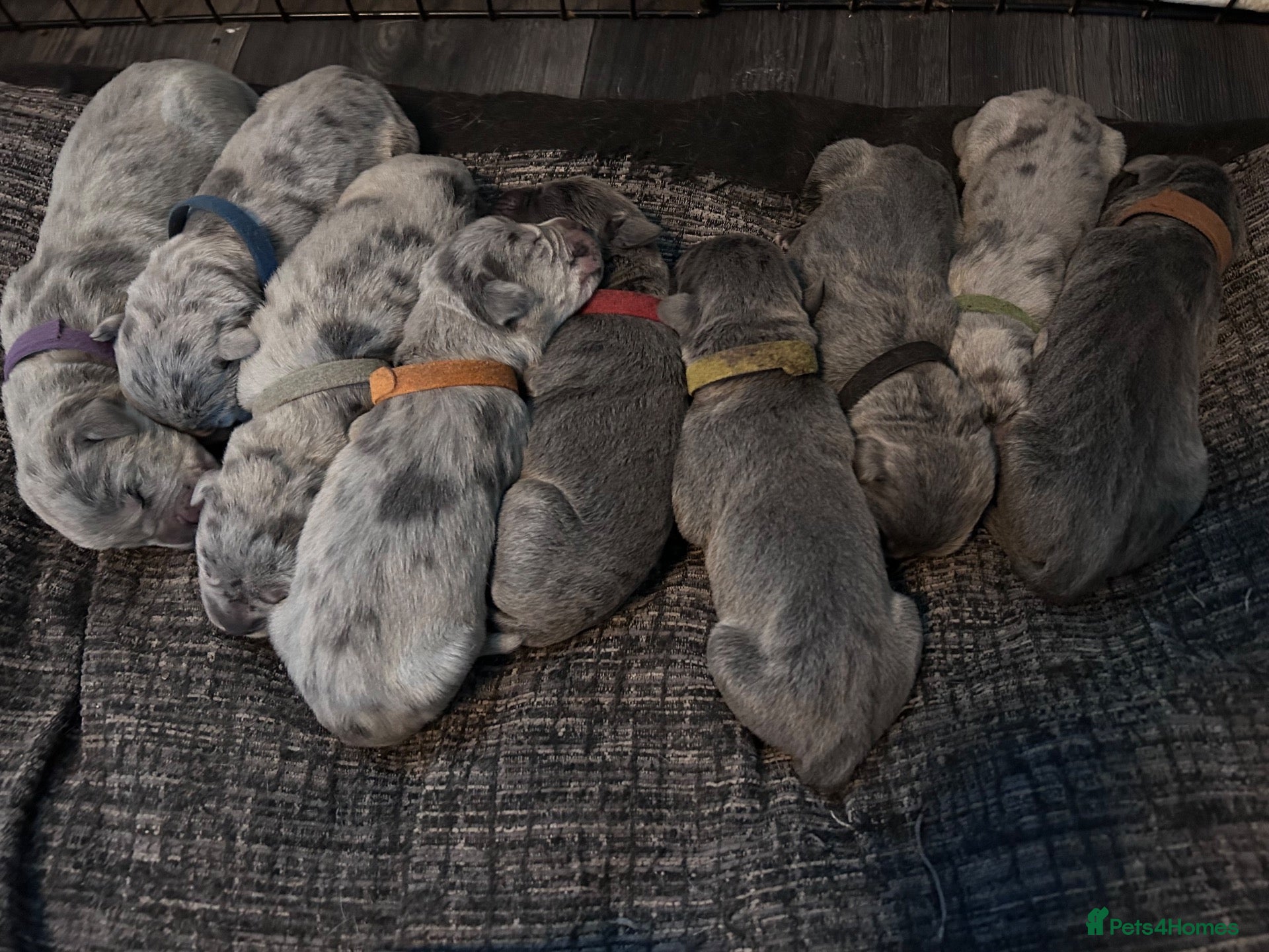 Cane Corso dogs for sale: Cane Corso puppies - Advert 14