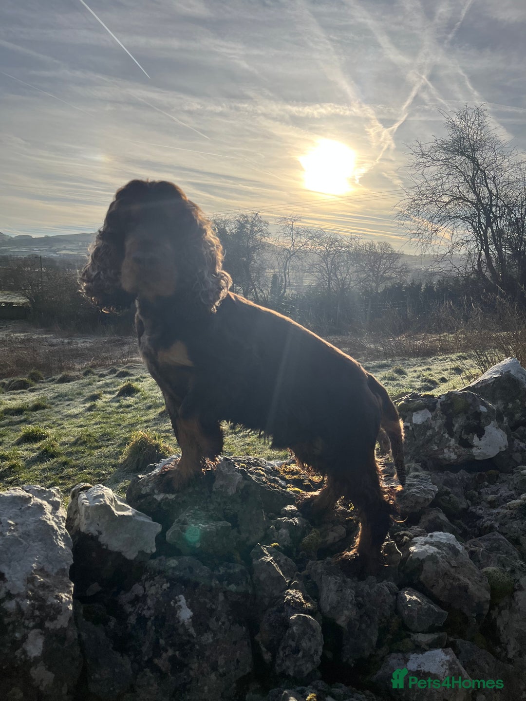 Cocker Spaniel dogs for stud: KC Classic TRUE SHOW Cocker Spaniel Stud in Ruthin - Advert 7