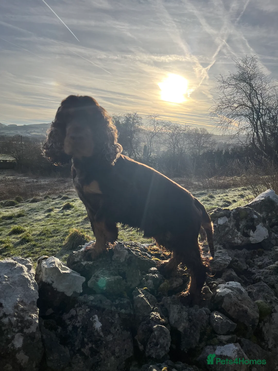 Cocker Spaniel dogs for stud: KC Classic TRUE SHOW Cocker Spaniel Stud in Ruthin - Advert 7