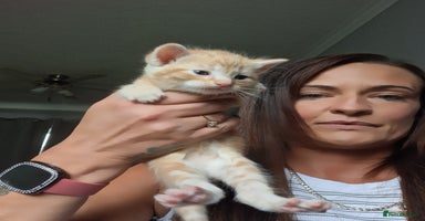 Norwegian Forest Cat cats - Advert 5
