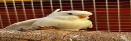 Budgerigars birds for sale: Baby budgies  - Advert 5